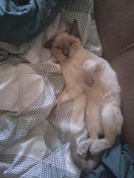 Lost Female Cat last seen Desert Hot Springs High School, Desert Hot Springs, CA 92240