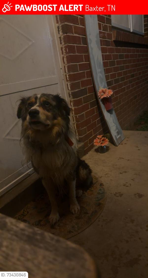 Lost Unknown Dog last seen Projects by Baxter post office, Baxter, TN 38544
