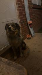 Lost Unknown Dog last seen Projects by Baxter post office, Baxter, TN 38544