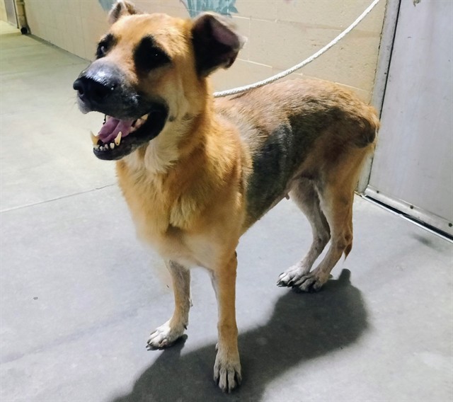 Shelter Stray Female Dog last seen , 11258 Garfield Ave, Downey, CA 90242, USA