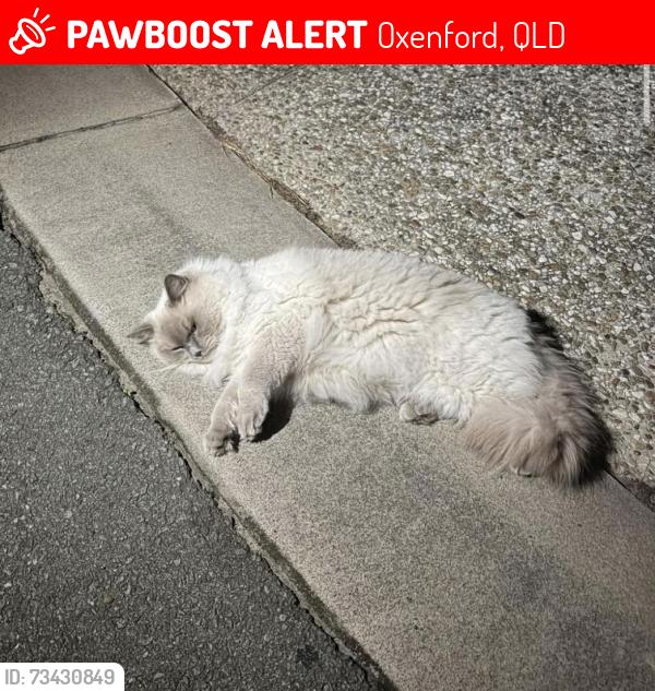 Lost Female Cat last seen the reserve, Oxenford, QLD 4210