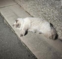 Lost Female Cat last seen the reserve, Oxenford, QLD 4210