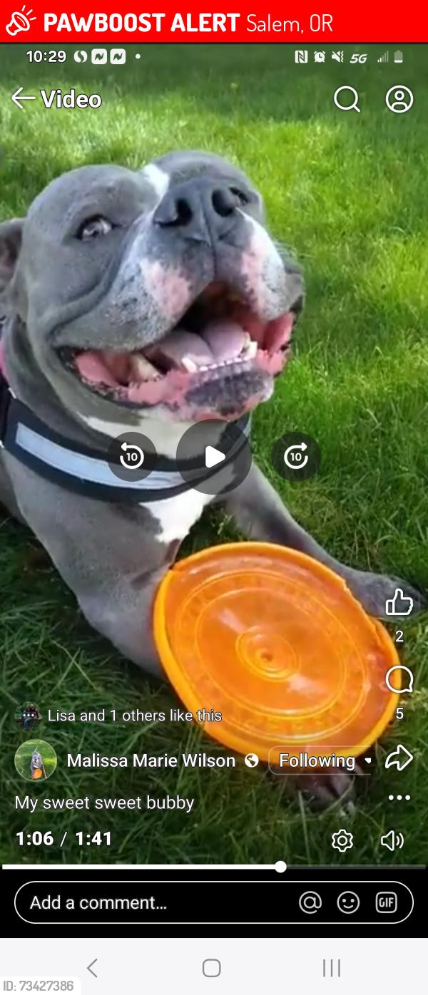 Lost Male Dog last seen 8th and Perth he was stolen from our residence by gunpoint point we can't ever give up hope that he will finde his way back to us, Salem, OR 97304