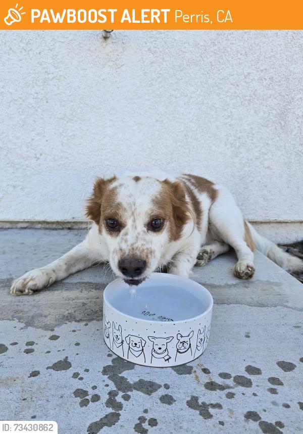 Found/Stray Male Dog last seen Ramona Expressway & Evans, Perris, CA 92571