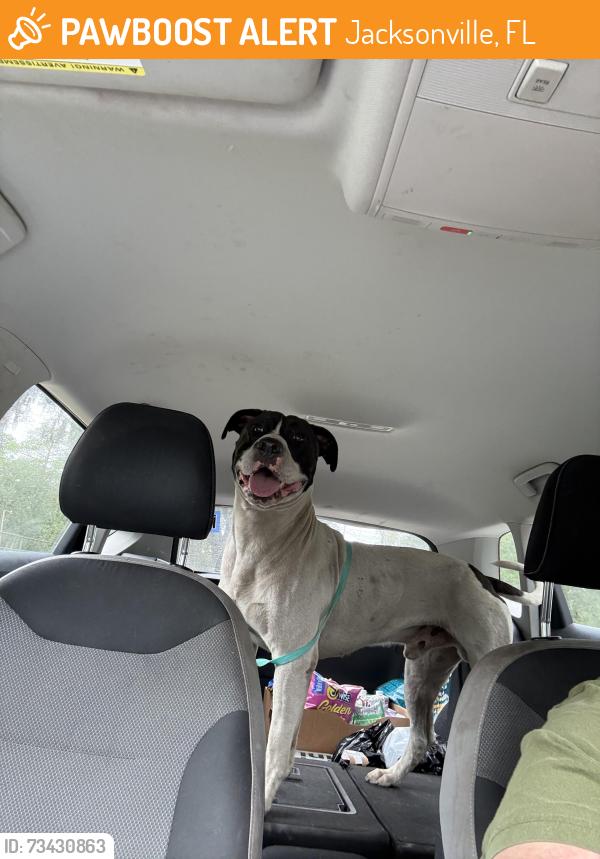 Found/Stray Male Dog last seen Southern tire, Jacksonville, FL 32254