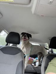 Found/Stray Male Dog last seen Southern tire, Jacksonville, FL 32254