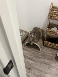 Lost Female Cat last seen Near backyard, Houston, TX 77087