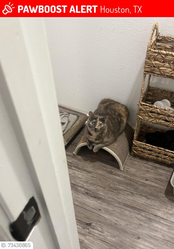 Lost Female Cat last seen Near backyard, Houston, TX 77087