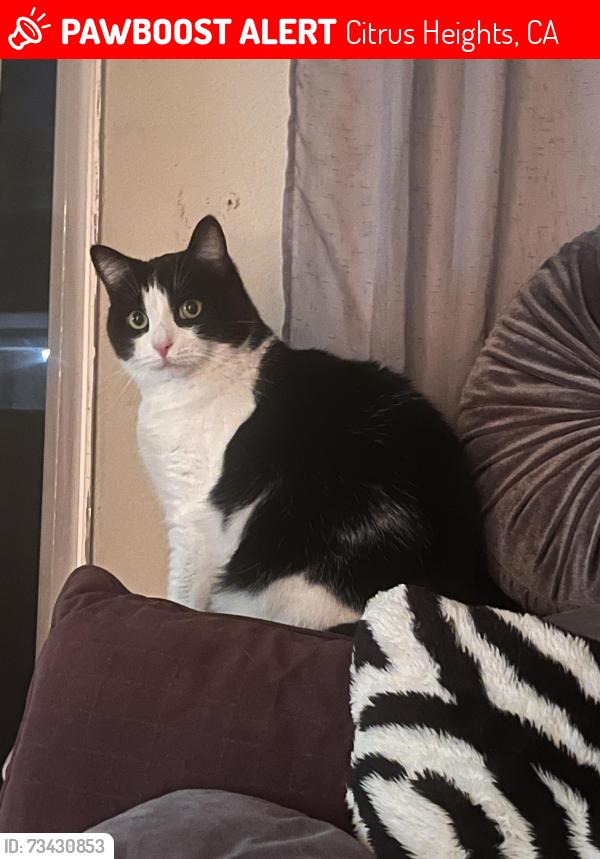 Lost Male Cat last seen Birdcage st & primrose kingswood school yard, Citrus Heights, CA 95610