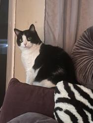 Lost Male Cat last seen Birdcage st & primrose kingswood school yard, Citrus Heights, CA 95610
