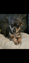 Lost Male Dog last seen Aspen apmts ( Woodbridge) is in our backyard, Sanford, NC 27332