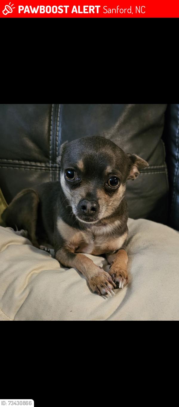 Lost Male Dog last seen Aspen apmts ( Woodbridge) is in our backyard, Sanford, NC 27332