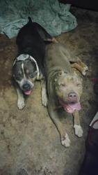 Found/Stray Male Dog last seen N grinnell and dover st, Lubbock, TX 79416