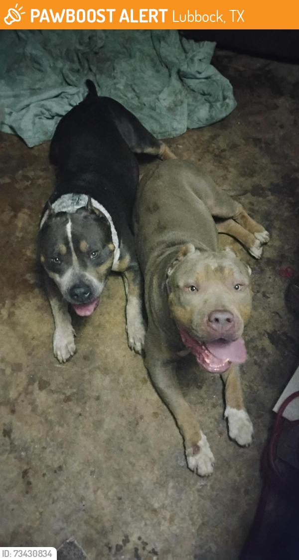 Found/Stray Male Dog last seen N grinnell and dover st, Lubbock, TX 79416