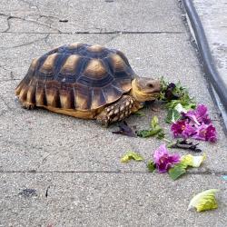 Lost Female Reptile last seen Gleason ave/Fickett St, Los Angeles, CA 90033