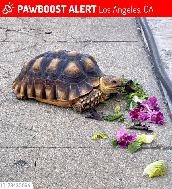 Lost Female Reptile last seen Gleason ave/Fickett St, Los Angeles, CA 90033