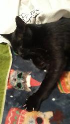 Reunited Male Cat last seen 11921NW41stSt, Sunrise, FL 33323