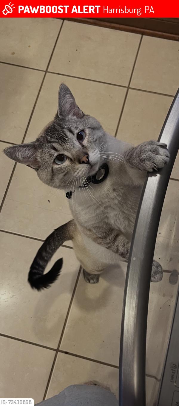 Lost Male Cat last seen Highland street, Harrisburg, PA 17111