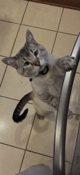 Lost Male Cat last seen Highland street, Harrisburg, PA 17111