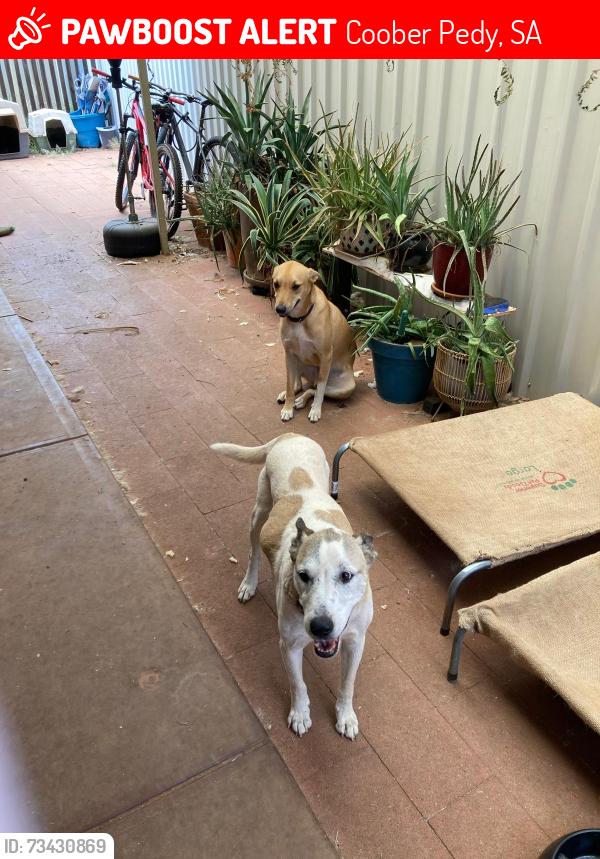 Lost Female Dog last seen Stuart Range Outback Lodge, Coober Pedy, SA 5723