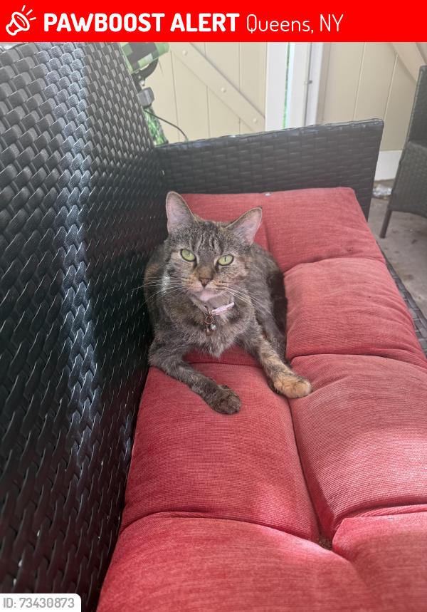 Lost Female Cat last seen RO Francis Lewis Deli, Queens, NY 11429