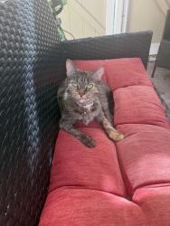Lost Female Cat last seen RO Francis Lewis Deli, Queens, NY 11429