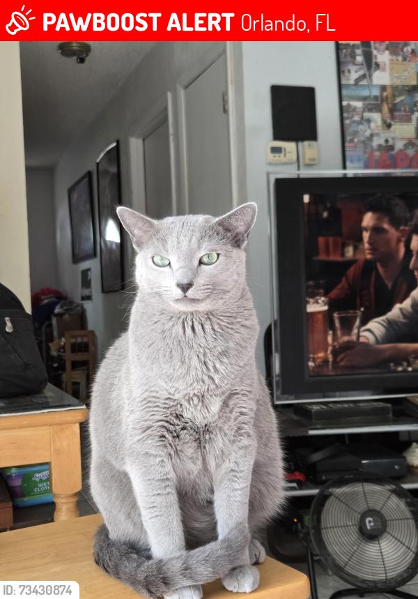 Lost Male Cat last seen Woodsong - Toby Lane, Orlando, FL 32817