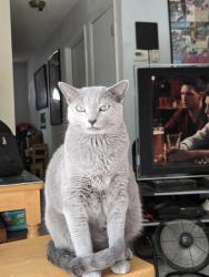 Lost Male Cat last seen Woodsong - Toby Lane, Orlando, FL 32817