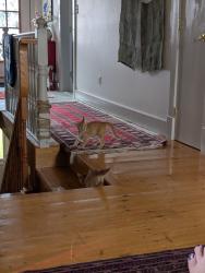 Lost Male Cat last seen Kiniski Cres, Edmonton, AB T6L 5E3