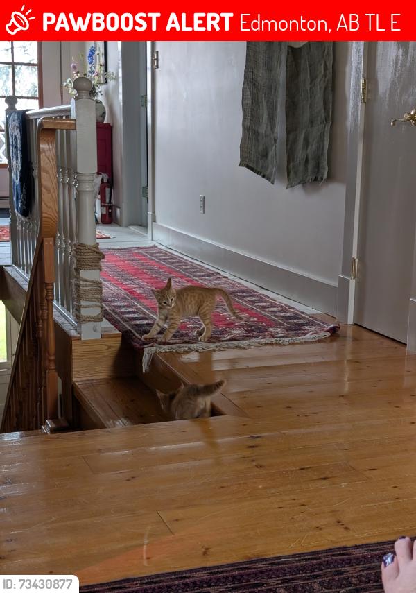 Lost Male Cat last seen Kiniski Cres, Edmonton, AB T6L 5E3