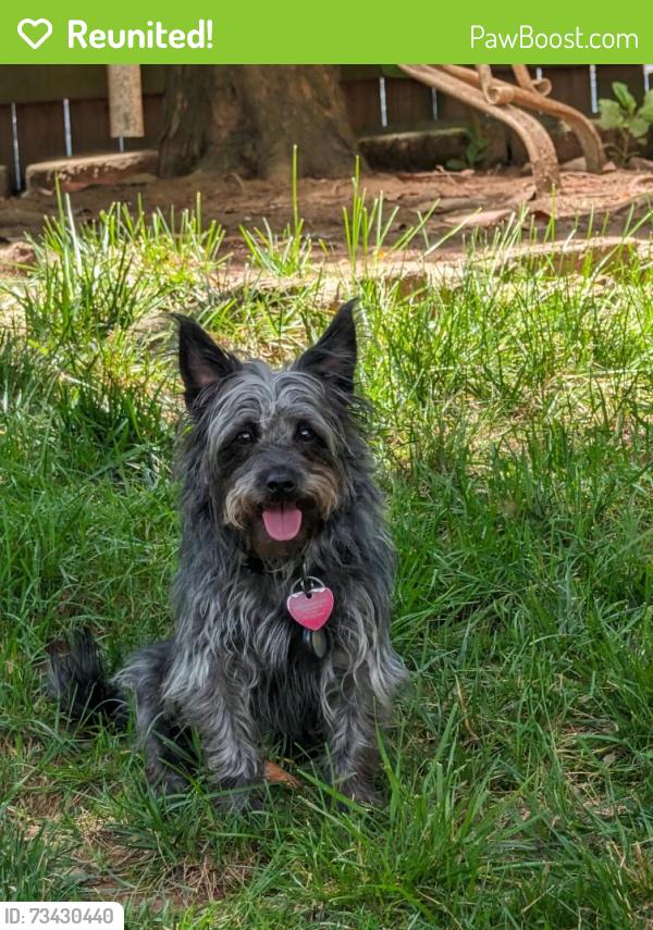 Reunited Male Dog last seen Parliament Dr & Rolling Rd, Springfield, VA 22151