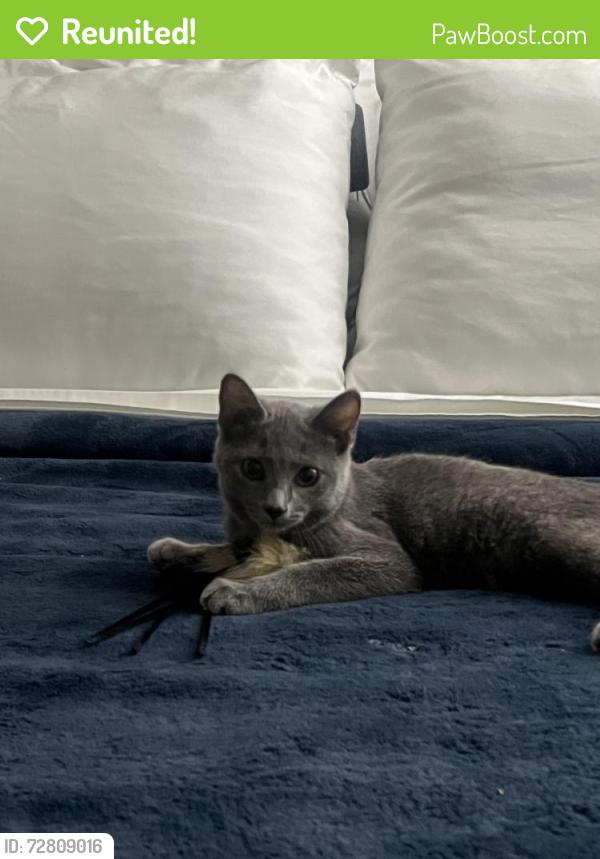 Reunited Female Cat last seen Camerford Ave & Gower / El Centro & Melrose, Los Angeles, CA 90038