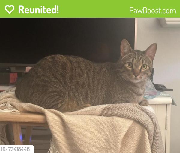 Reunited Male Cat last seen Scott Street & 26th Avenue, Hollywood, FL 33020