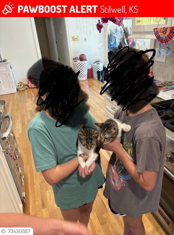 Lost Male Cat last seen Near and nall, Stilwell, KS 66085