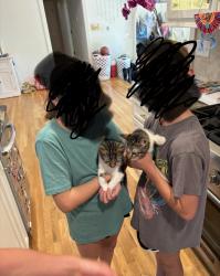 Lost Male Cat last seen Near and nall, Stilwell, KS 66085