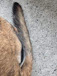Reunited Unknown Dog last seen Claiborne woods, Keeneland subdivision, Charlotte, NC 28216