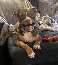 Lost Male Dog last seen 42nd and Mitt, Indianapolis, IN 46235