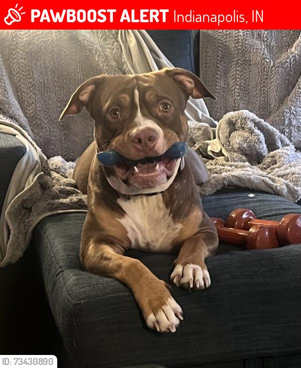 Lost Male Dog last seen 42nd and Mitt, Indianapolis, IN 46235