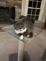 Reunited Female Cat last seen Lexington Ct $ Amelia Dr, Fredericksburg, VA 22408
