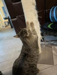 Reunited Male Cat last seen Scott Street & 26th Avenue, Hollywood, FL 33020