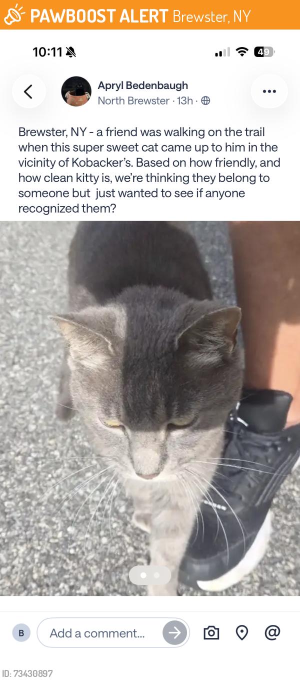 Found/Stray Unknown Cat last seen Behind Kobackers grocery store, Brewster, NY 10509