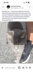 Found/Stray Unknown Cat last seen Behind Kobackers grocery store, Brewster, NY 10509