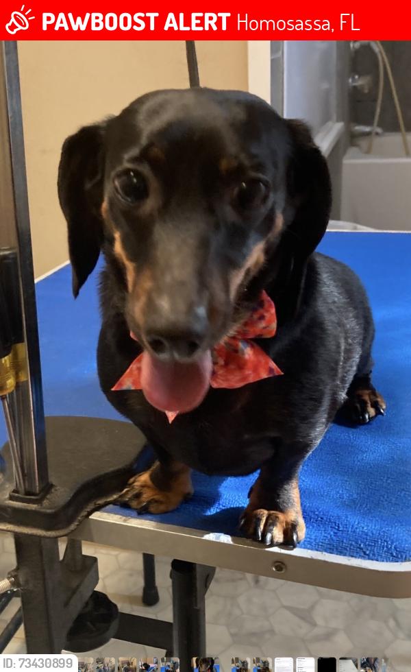Lost Female Dog last seen Pine Street and Judi Court, Homosassa, FL 34446