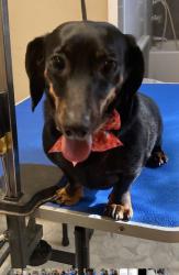 Lost Female Dog last seen Pine Street and Judi Court, Homosassa, FL 34446