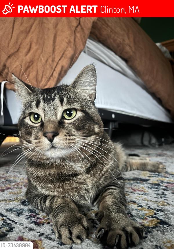 Lost Male Cat last seen White Court, Clinton MA, Clinton, MA 01510