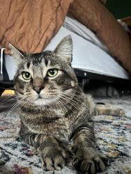 Lost Male Cat last seen White Court, Clinton MA, Clinton, MA 01510