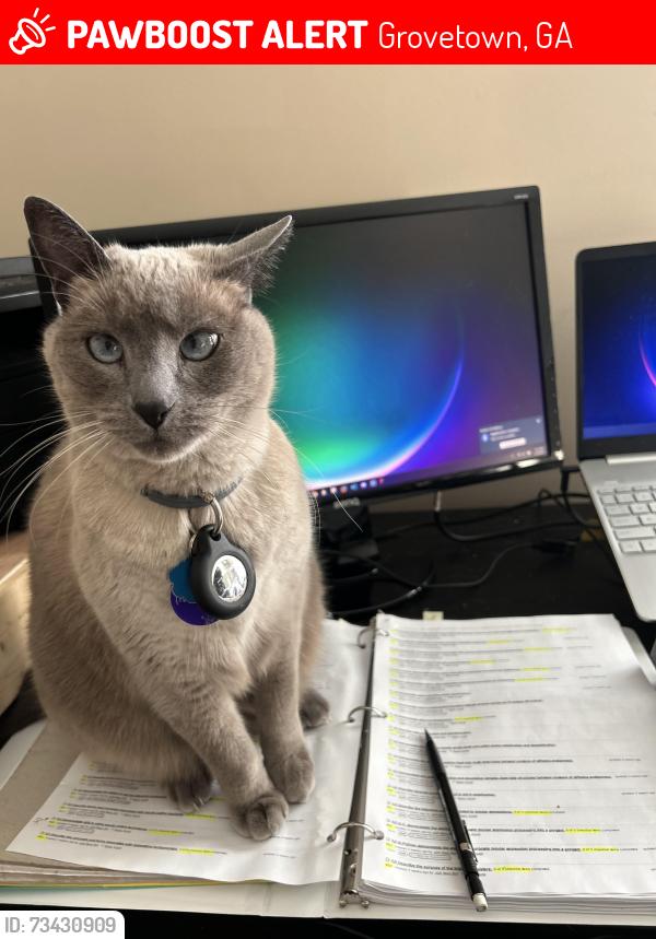 Lost Female Cat last seen Brandimere neighborhood, Grovetown, GA 30813