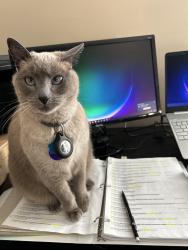 Lost Female Cat last seen Brandimere neighborhood, Grovetown, GA 30813