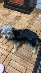 Lost Female Dog last seen S 13th Street & Cameron St & Derry St., Harrisburg, PA 17104