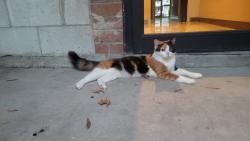 Found/Stray Female Cat last seen University apmts, Norfolk, VA 23502